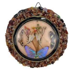 Vintage Real 4 Butterfly Taxidermy Round Convex Glass Stone Frame Brazil